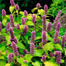 Насіння м’яти «Золотий ювілей»