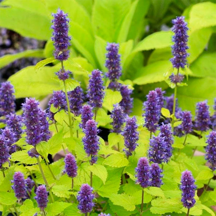 Насіння м’яти «Золотий ювілей»