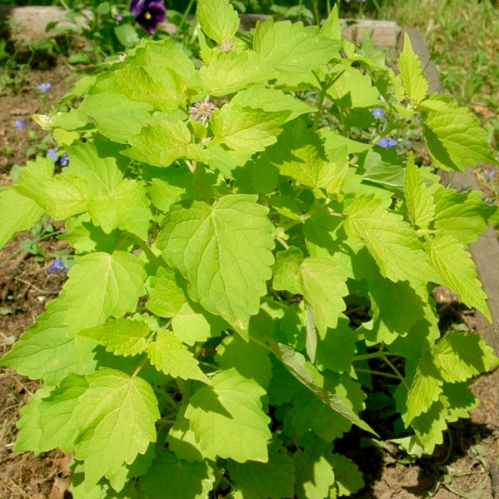 Насіння м’яти «Золотий ювілей»