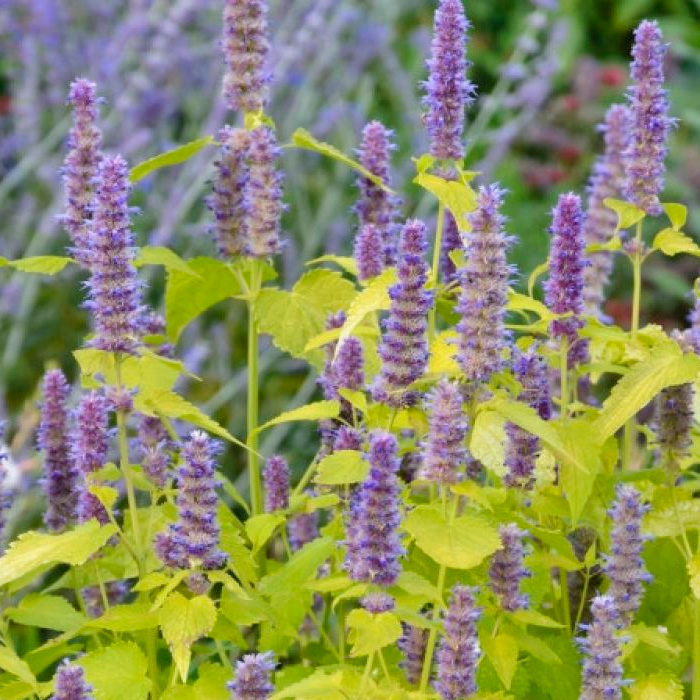 Насіння м’яти «Золотий ювілей»