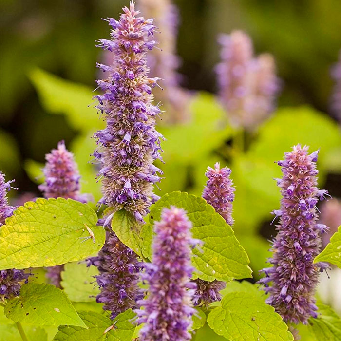Насіння м’яти «Золотий ювілей»
