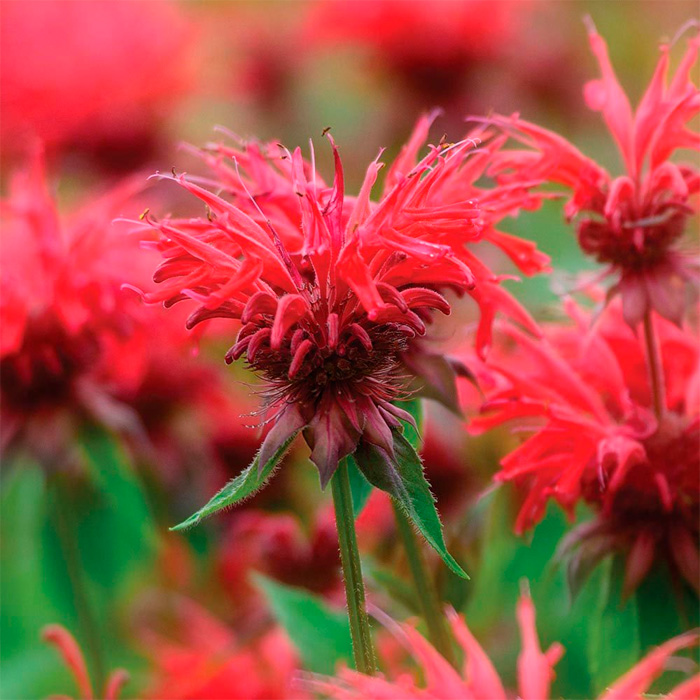 Насіння монарди «Бергамот»