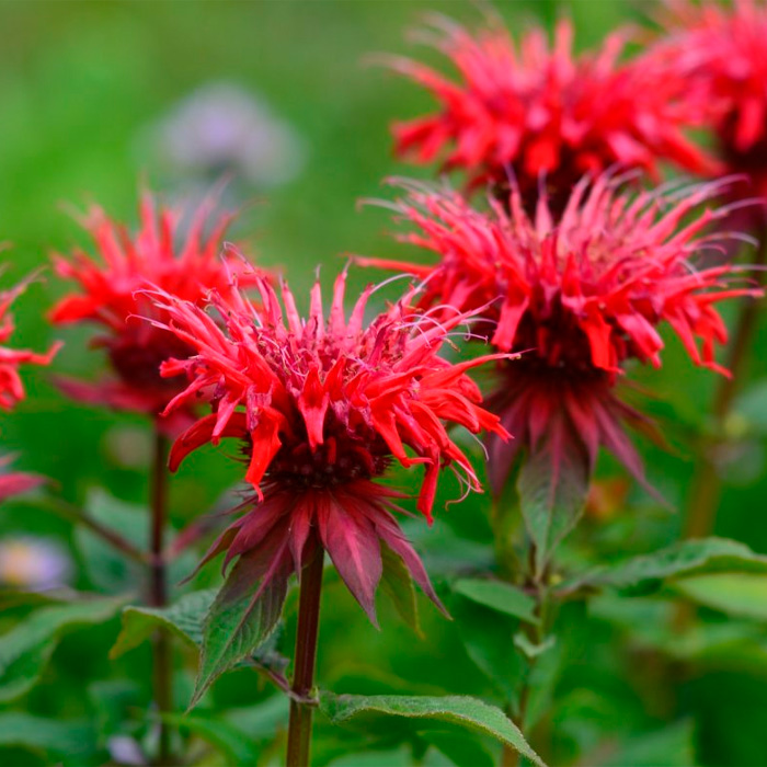 Насіння монарди «Бергамот»