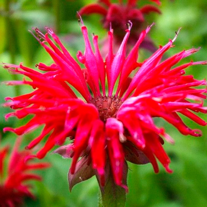 Насіння монарди «Бергамот»