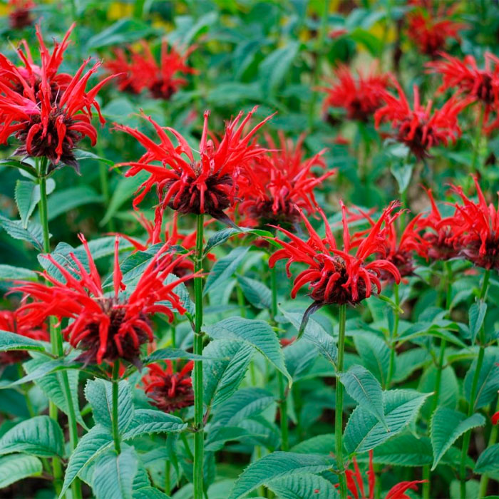 Насіння монарди «Бергамот»