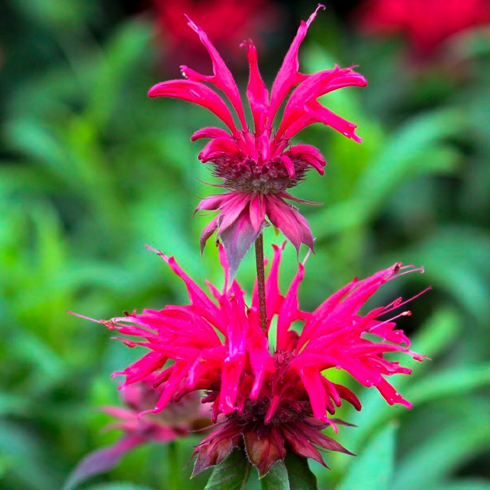 Насіння монарди «Бергамот»