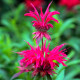 Насіння монарди «Бергамот»