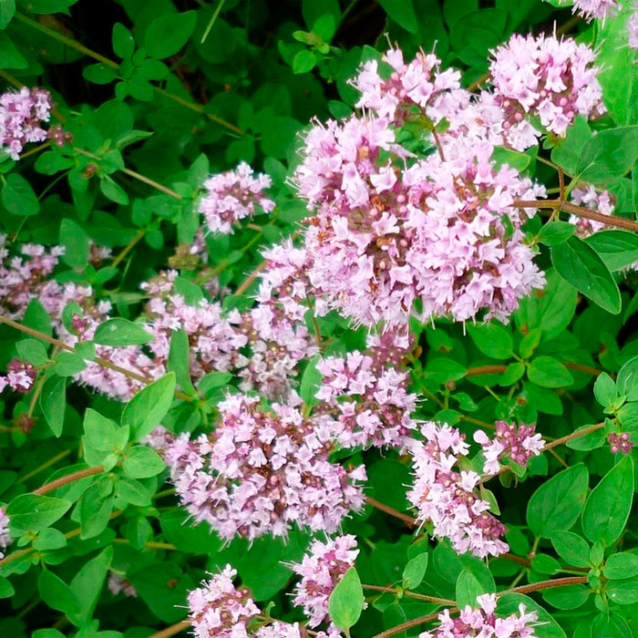 Насіння орегано «Хуторянка»