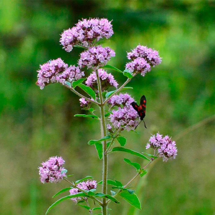 Насіння орегано «Хуторянка»