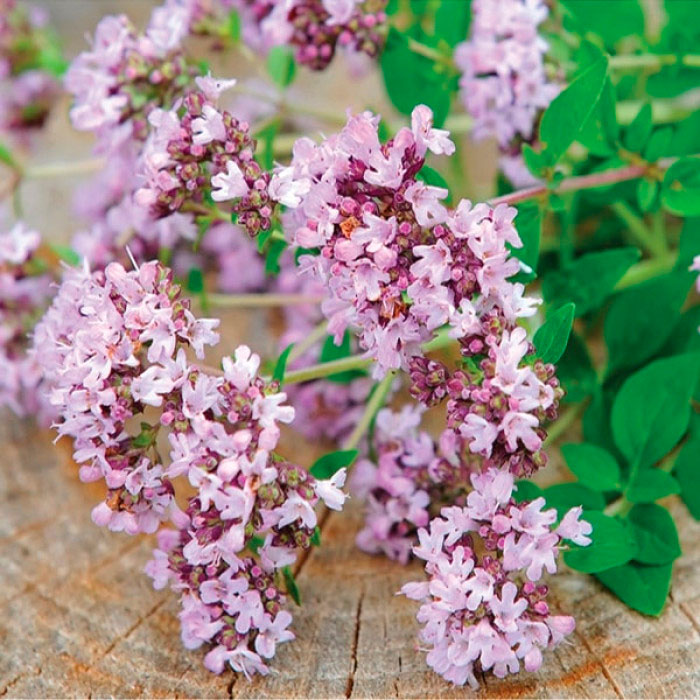 Насіння орегано «Хуторянка»