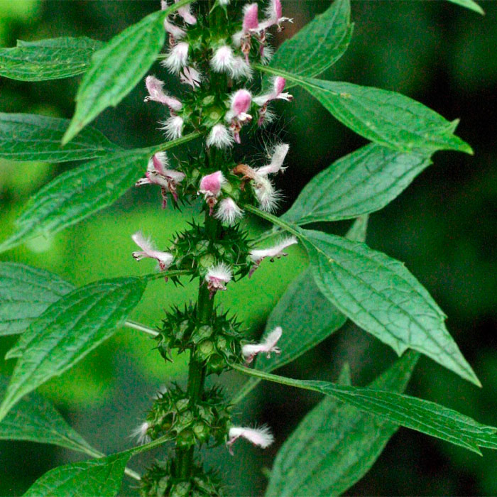 Насіння пустирника «Серденько»