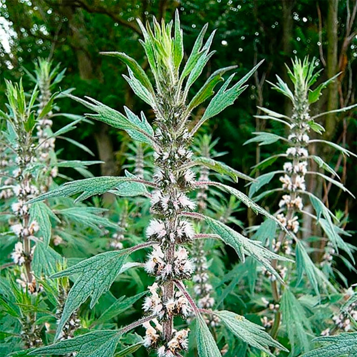 Насіння пустирника «Серденько»