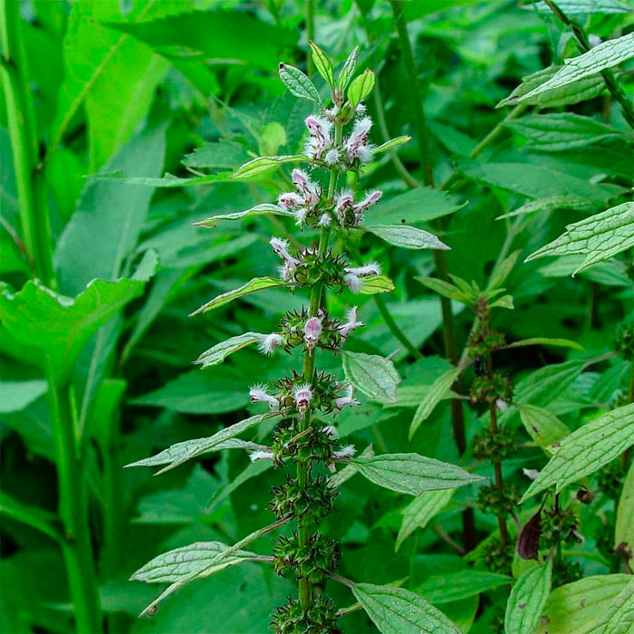 Насіння пустирника «Серденько»