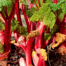 Насіння ревеню «Лідер»