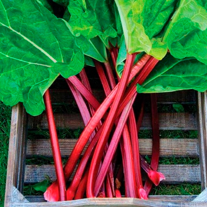 Насіння ревеню «Лідер»