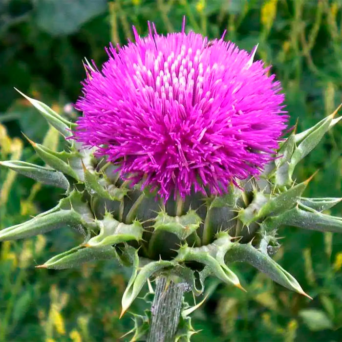 Насіння розторопші «Панацея»