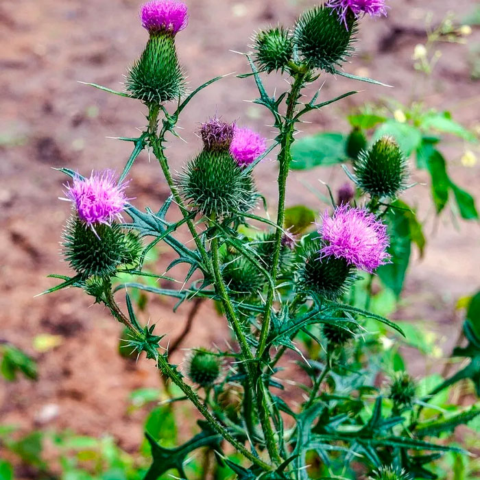Насіння розторопші «Панацея»