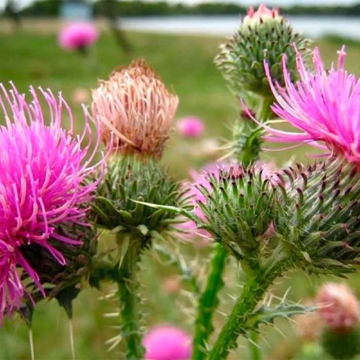 Насіння розторопші «Панацея»
