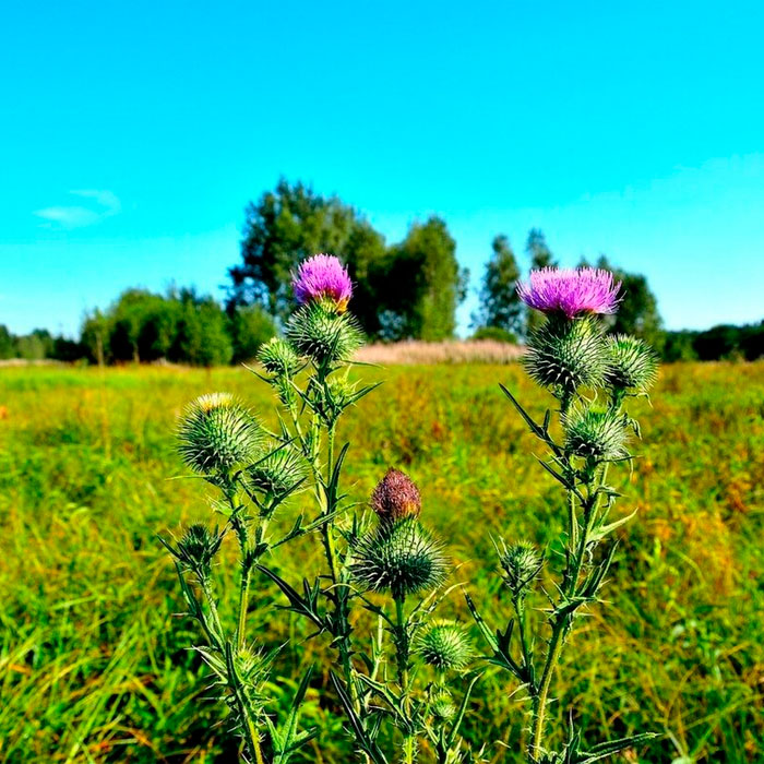 Насіння розторопші «Панацея»