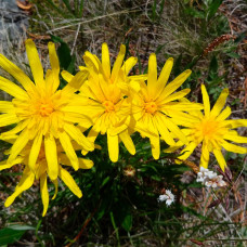 Насіння скорцонери чорний корінь «Дуплекс»
