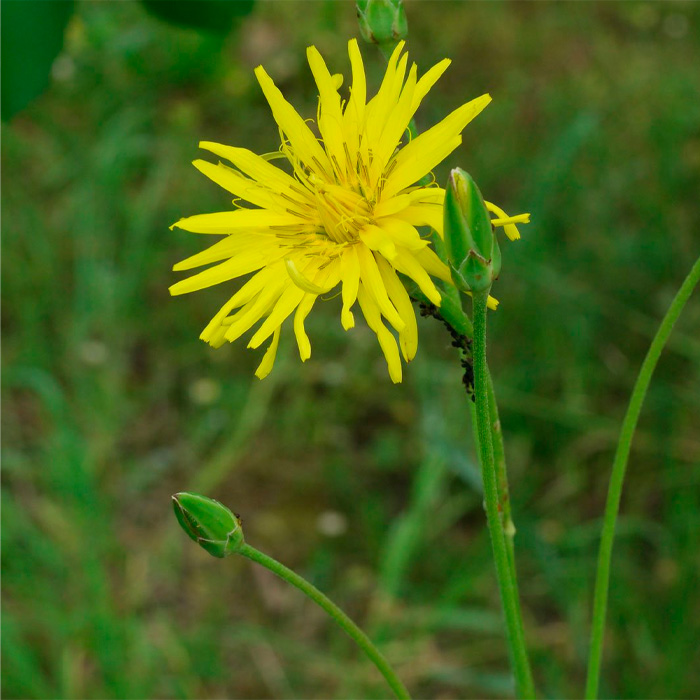 Насіння скорцонери чорний корінь «Дуплекс»