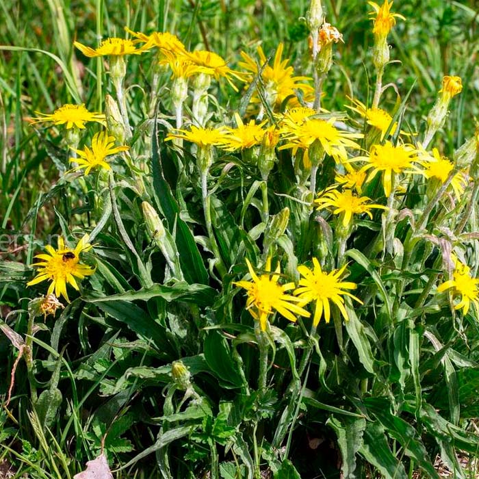 Насіння скорцонери чорний корінь «Дуплекс»