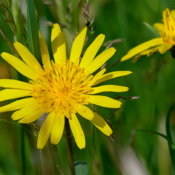 Насіння скорцонери чорний корінь «Дуплекс»