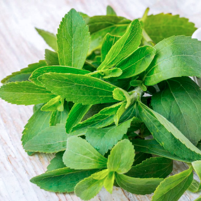 Насіння стевії «Медова трава»