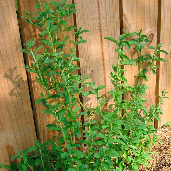 Насіння стевії «Медова трава»