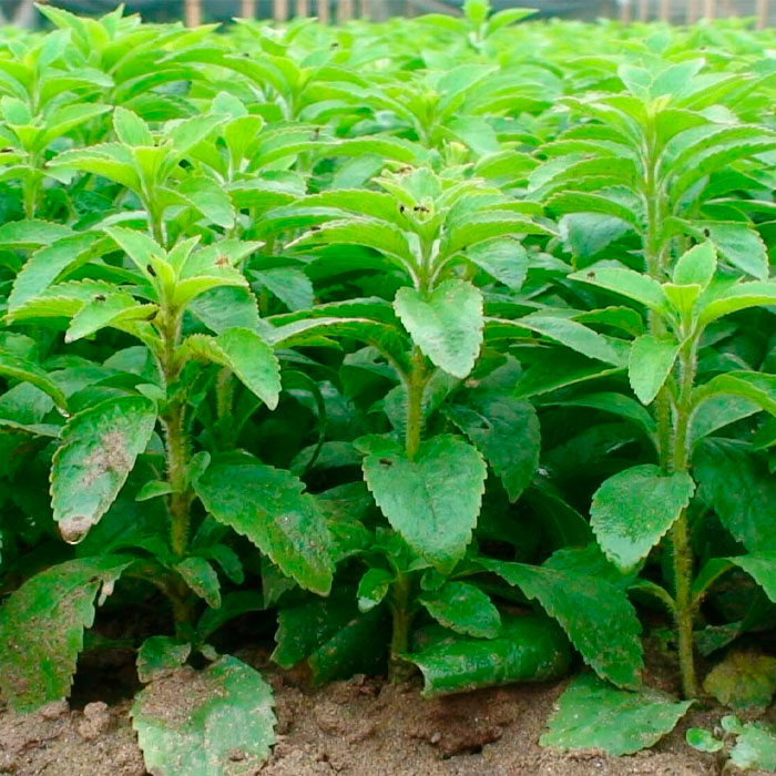 Насіння стевії «Медова трава»