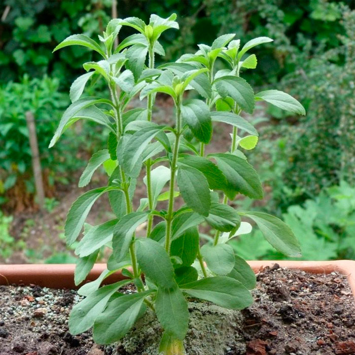 Насіння стевії «Медова трава»