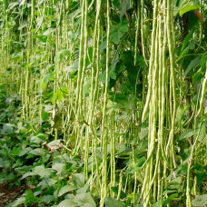 Насіння вігни «Фазенда»