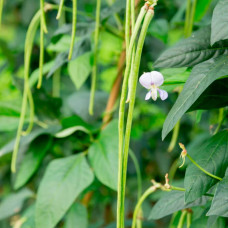 Насіння вігни «Макаретті»