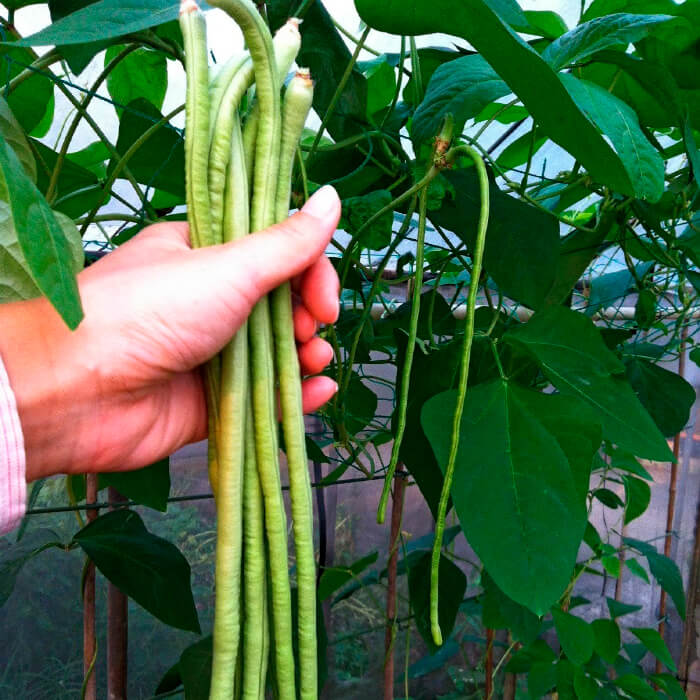 Насіння вігни «Макаретті»