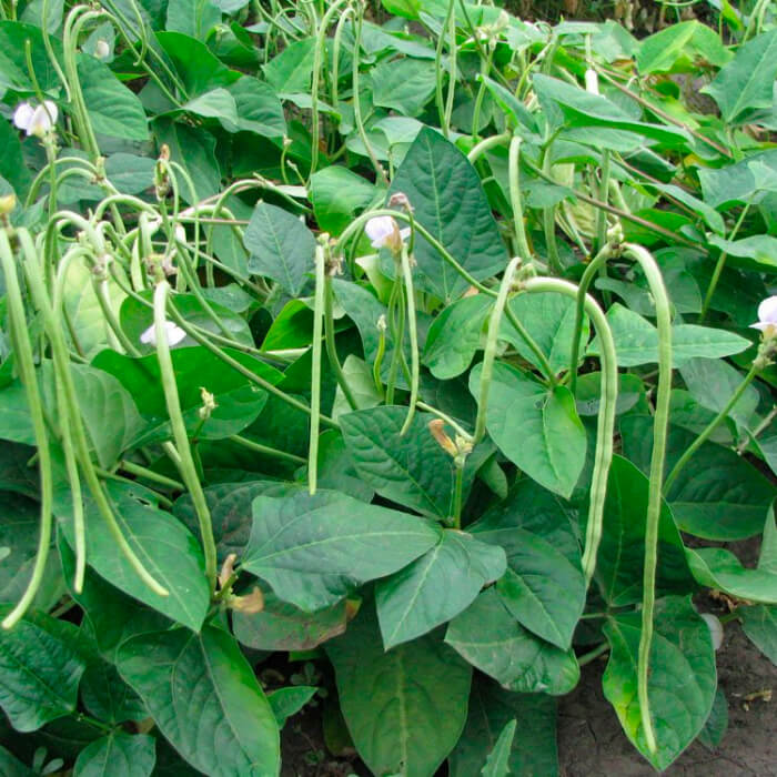 Насіння вігни «Макаретті»