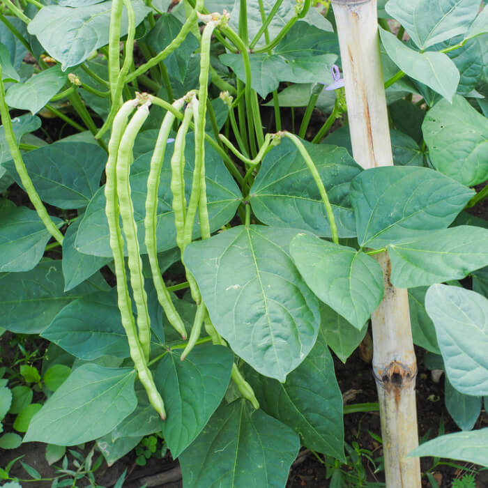 Насіння вігни «Макаретті»