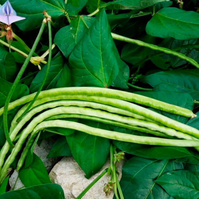 Насіння вігни «Макаретті»