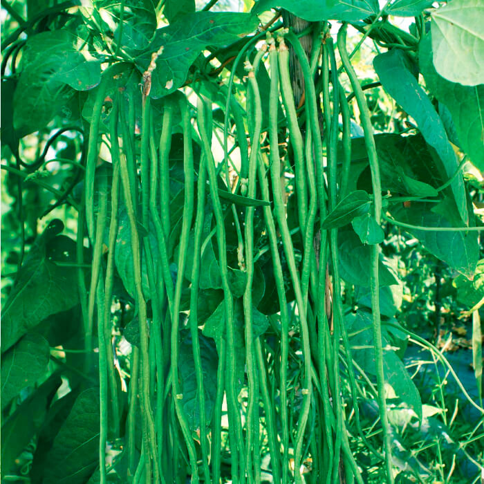 Насіння вігни «Метро Ред»