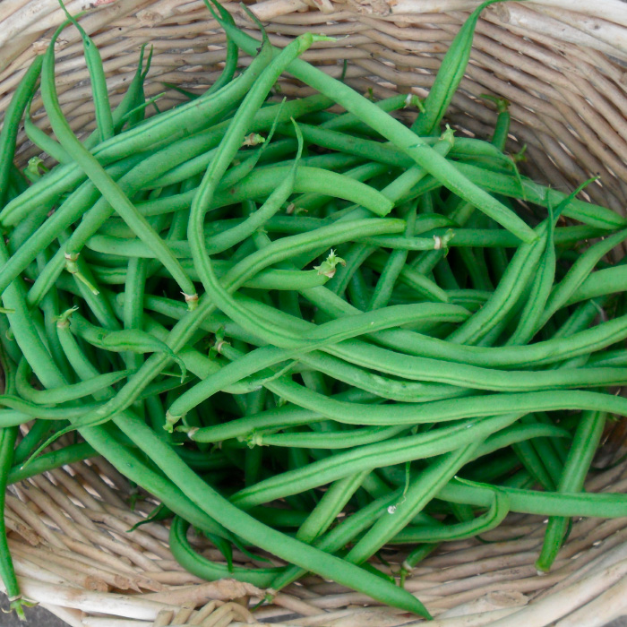 Насіння вігни «Шарлотта»