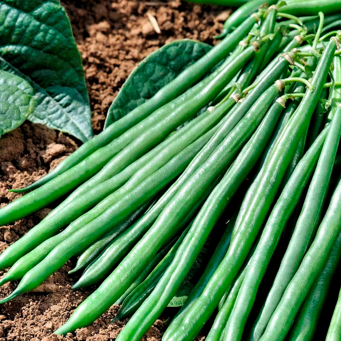 Насіння вігни «Шарлотта»