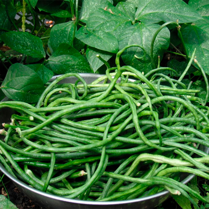 Насіння вігни «Шарлотта»