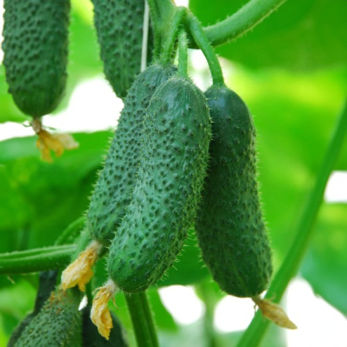 Семена партенокарпического огурца «Амасан F1» 10 семян