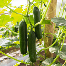 Семена партенокарпического огурца «Дишмир» 10 семян