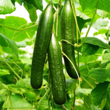 Семена партенокарпического огурца «Кейджабат » 10 шт