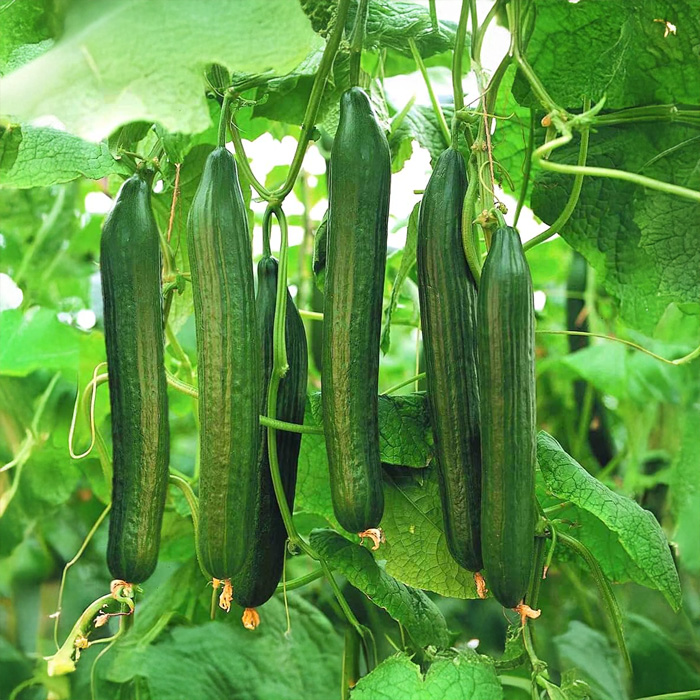 Насіння огірка «Циндао »