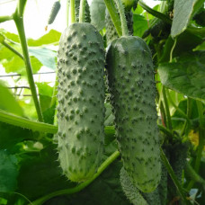 Семена партенокарпического огурца «Винсент F1» 10 семян