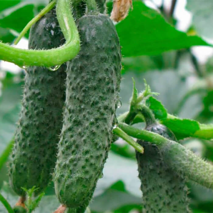 Семена огурца «Аристократ F1»