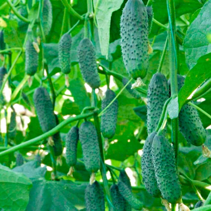 Семена огурца «Аристократ F1»