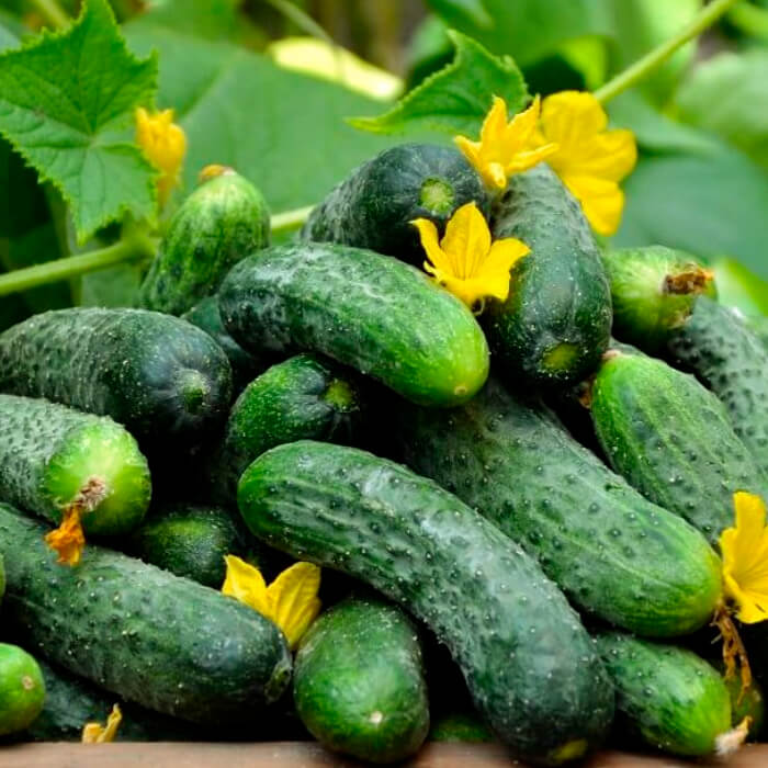 Семена огурца «Аристократ F1»