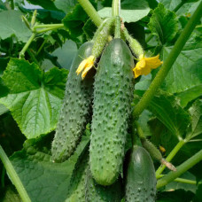Семена огурца «Мирабелла F1»